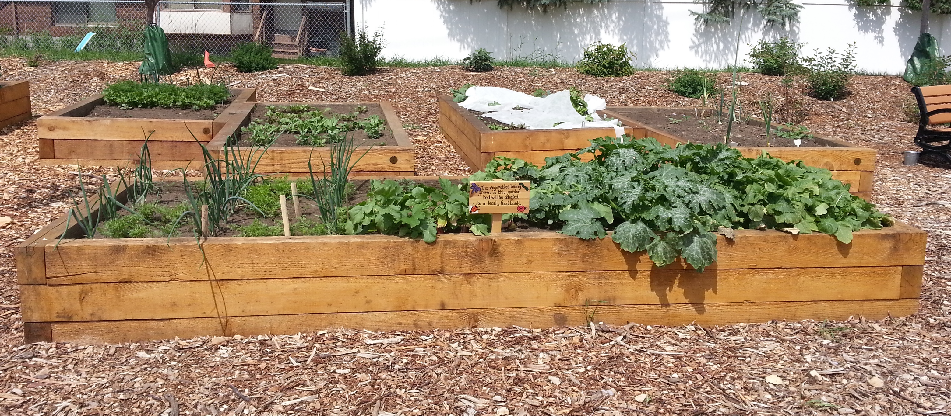 Food bank garden produce